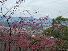 -福道