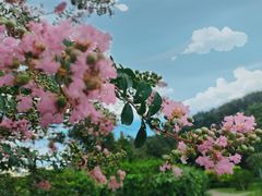 -南沙蒲洲花园