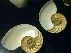 -青岛贝壳博物馆