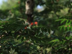 -白草畔自然风景区