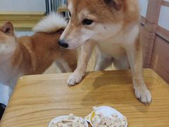 -柴源莊·柴小宠柴犬咖啡