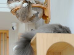 -Catmate·猫肥家润(金润铂宫店)