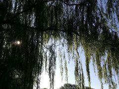 景点-朝阳公园