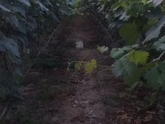 -马陆小张葡萄园农家乐