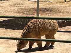 -青藏高原野生动物园