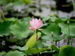 -荷塘月色湿地公园·向阳花洲