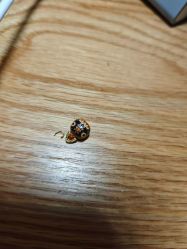 -景祥珠宝打金·黄金加工修理·旧款改造镶嵌