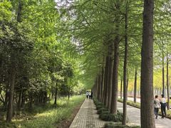 -上海长兴岛郊野公园
