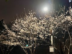 -武汉大学-樱园