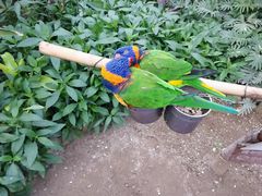 -南宫五洲植物乐园