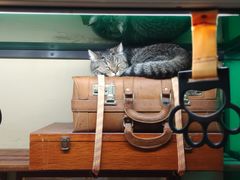 -猫咪博物馆(顶澳仔猫街店)