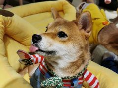 -逗柴咖啡屋·狗咖猫咖宠物桌游