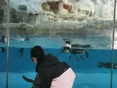 -帝企鹅自助餐厅•儿童岛•真企鹅(长隆企鹅酒店)