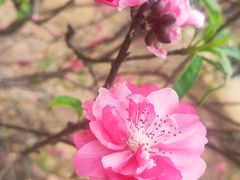 -南国桃园旅游度假区