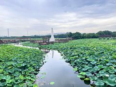 -荷塘月色湿地公园·向阳花洲
