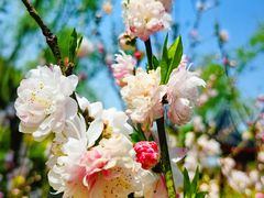 -南汇桃花村