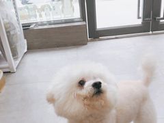 -帕帕拉兹宠物(亚洲旗舰店)