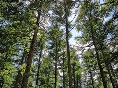 -塞罕坝国家级自然保护区