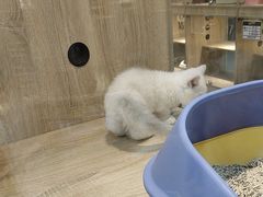 -BABIT巴比特宠物(MOMOPARK店)