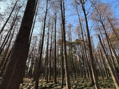 -上海共青森林公园