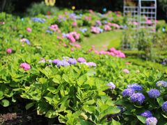 -上海共青森林公园