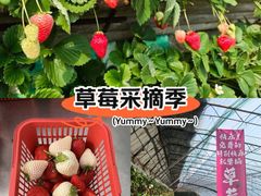 -大自然农场蔬菜草莓采摘园