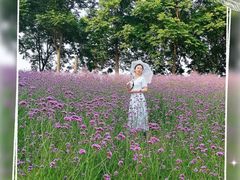 -大塘金香草谷