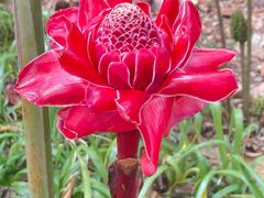 -中国科学院西双版纳热带植物园