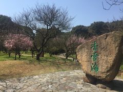-香雪海