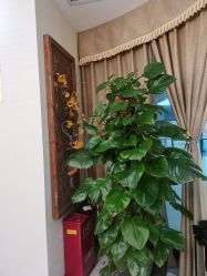 点击看大图 -芳朵美容养生SPA