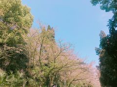 -武汉大学-樱园