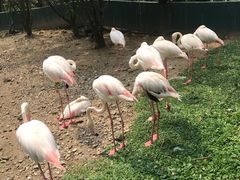 -吉隆坡雀鸟公园