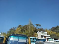 -千年银杏谷文化旅游区