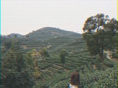 -十八棵（老龙井）御茶园(老龙井店)
