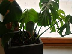 -ChanDu躔度咖啡(灯塔店)