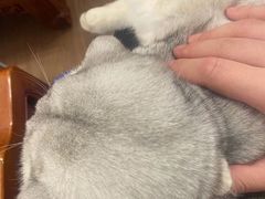 -瑞派宠物医院·中兽医专科(中央商城分院)