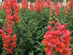 -天适樱花悠乐园