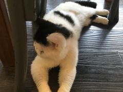 -吉丁鸟咖·异宠·寄养