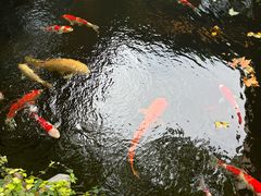 -鲤院·新中式美学·庭院餐厅(夫子庙店)