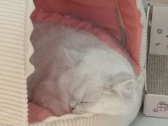 -COLOR PETS 撸猫馆·购猫·猫咖(长风大悦城店)