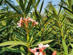-广西壮族自治区药用植物园