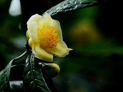 -金花茶公园