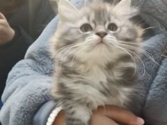 -艾吉宠物医院·疑难杂症转诊中心·猫友好(碧江路院)