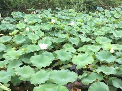 -忆秦园小笼包(惠山古镇总店)