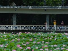 -荔湾湖公园