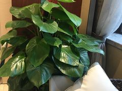 -皇马假日醉海南大酒店·假日一品派茶楼(秀英店)