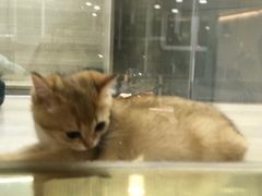 -飞行喵MR PILOT|猫舍·猫咖(静安大融城店)