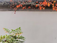 -秋霞圃