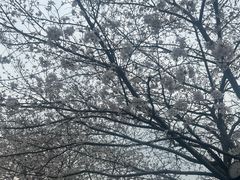 -南汇桃花村