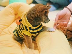 -逗柴咖啡屋·狗咖猫咖宠物桌游